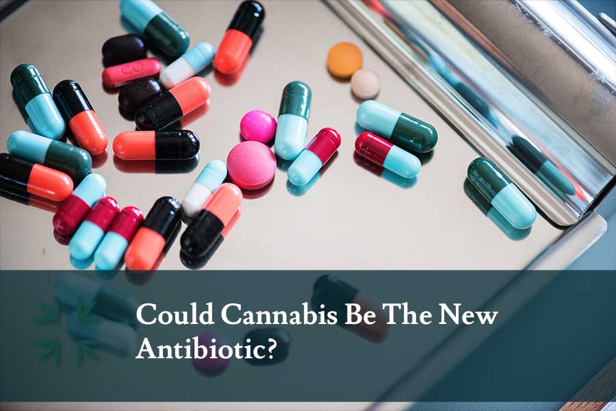 cannabis-antibiotic