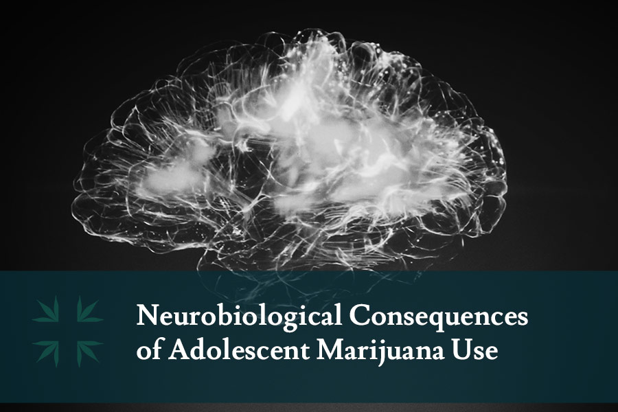Neurobiological Consequences adolescent marijuana use