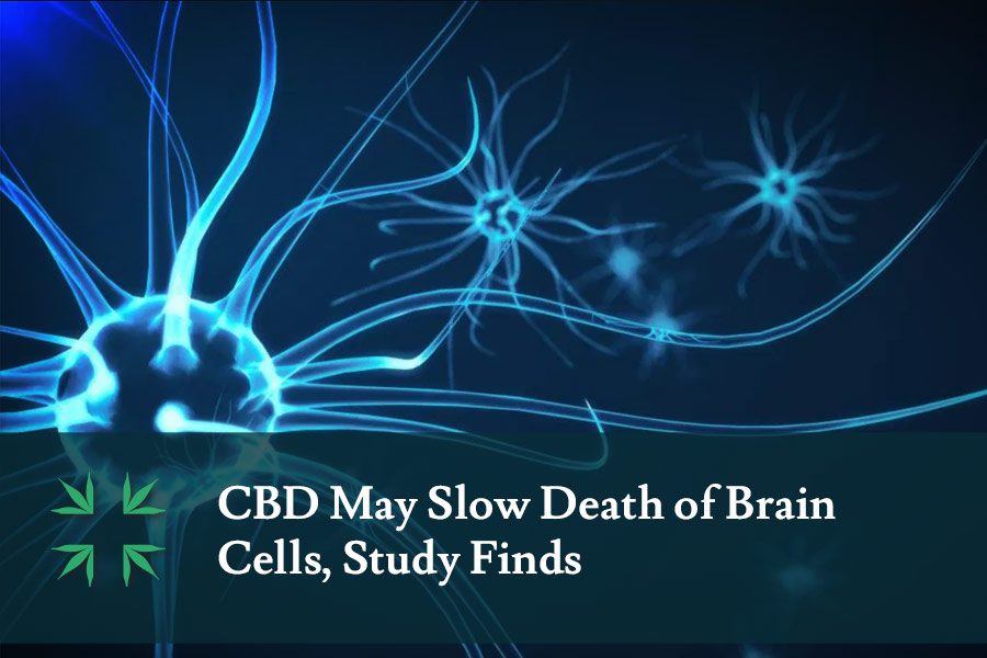 cbd slow brain cell death study
