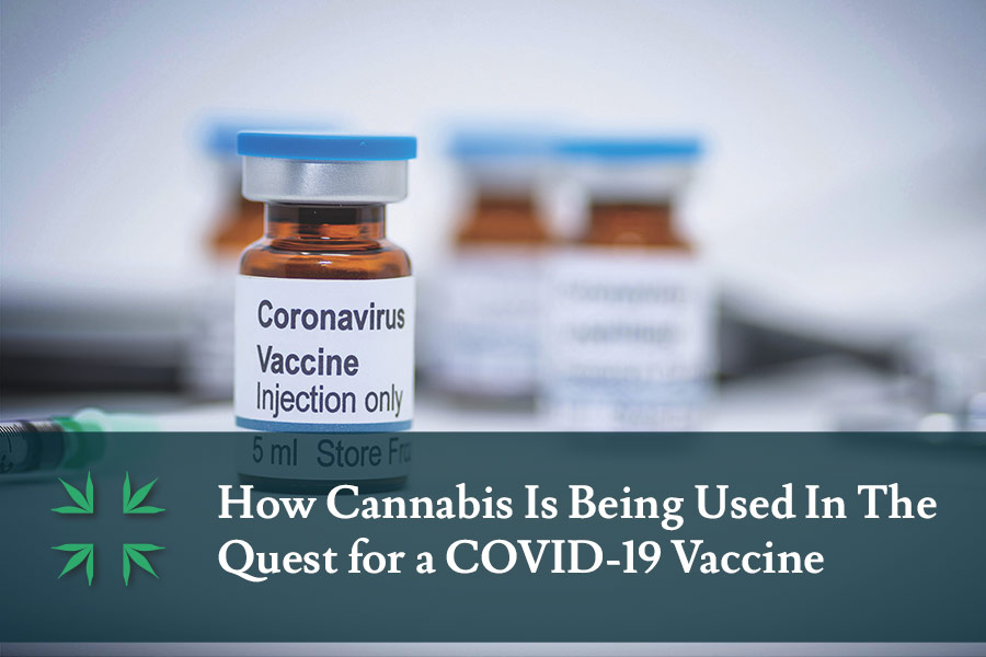 cannabis covid 19 vaccine